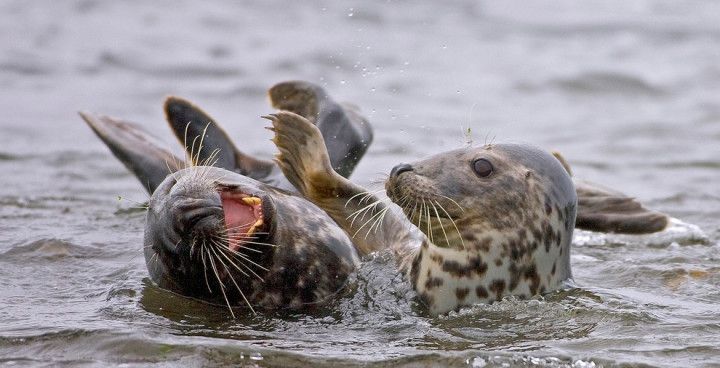 Вчені розгадали загадку шотландських тюленів за допомогою сучасних технологій