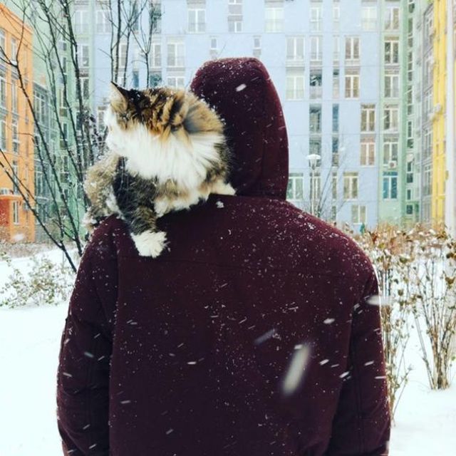 Київ знову замело снігом: фото користувачів