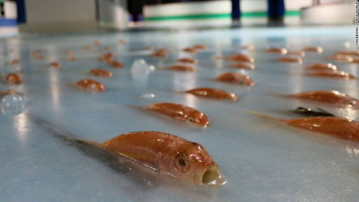 Японську ковзанку закрили через 5 тис. заморожених морських тварин - фото 1