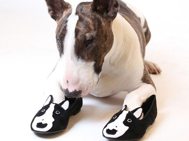 Як живе наймодніший собака у світі: кумедні фото- фото 120602