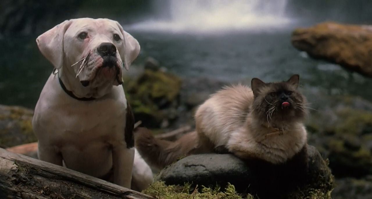 Вчені дізналися, як тварини знаходять дорогу додому