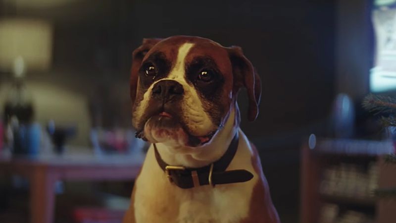 Зворушливий ролик про собаку на батуті підкорив мережу