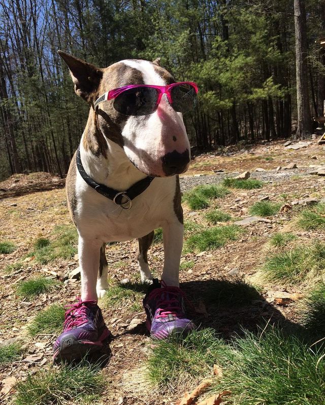 Як живе наймодніший собака у світі: кумедні фото- фото 120608