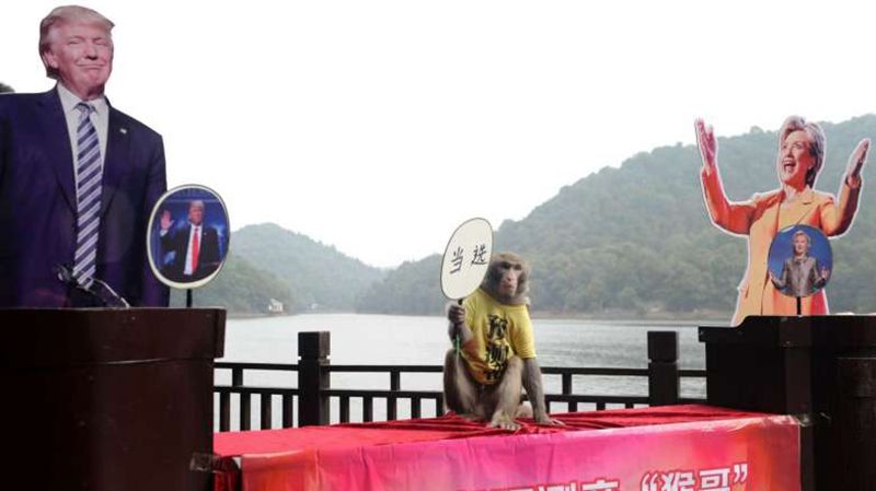 Мавпа Геда - фото 1