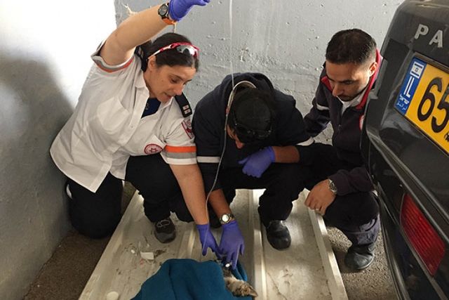 Кіт - фото 121387