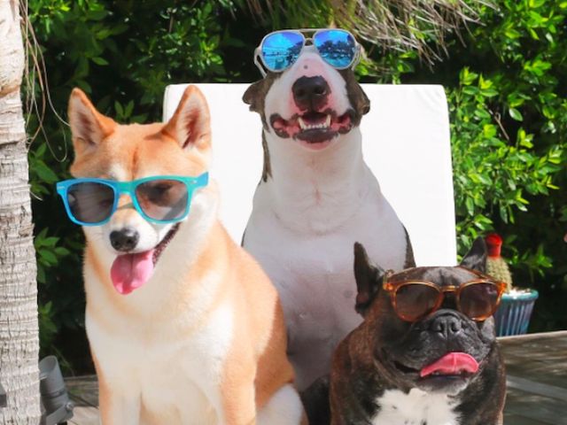 Як живе наймодніший собака у світі: кумедні фото- фото 120604