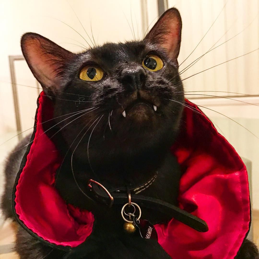 Кіт-дракула став зіркою мережі - фото 1