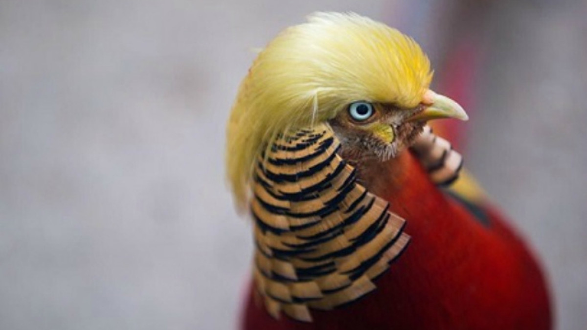 Схожий на Трампа фазан став зіркою соцмереж - фото 1