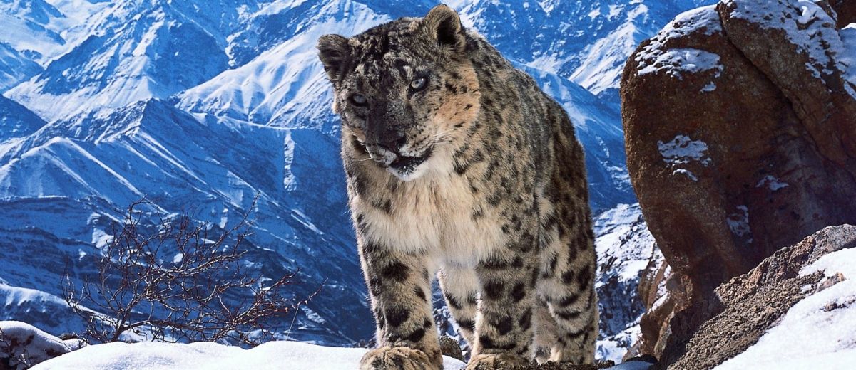 Казковий тизер від BBC став хітом мережі