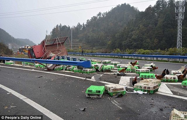 Кури - фото 121418