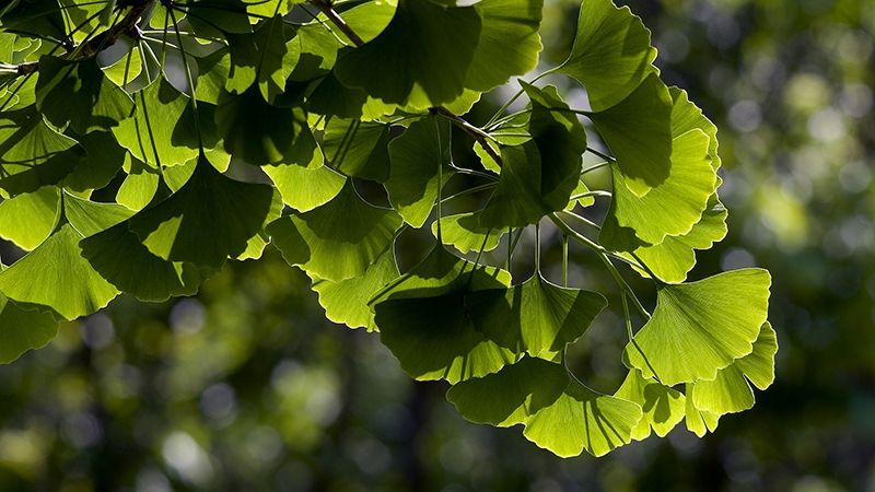 Вчені розшифрували ДНК рослини, яка переживе ядерний вибух