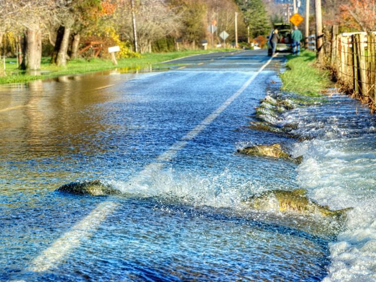 Американські водії пропускають на дорозі риб: ефектне відео - фото 1