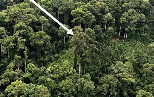 Вчені знайшли найвище тропічне дерево в світі- фото 120053