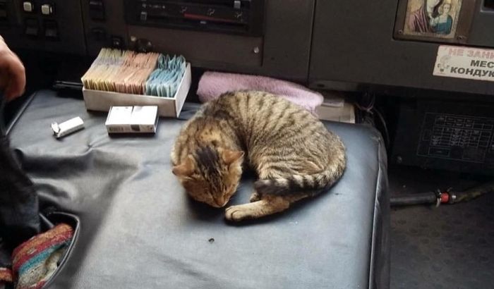 У Києві курсує "котячий автобус"