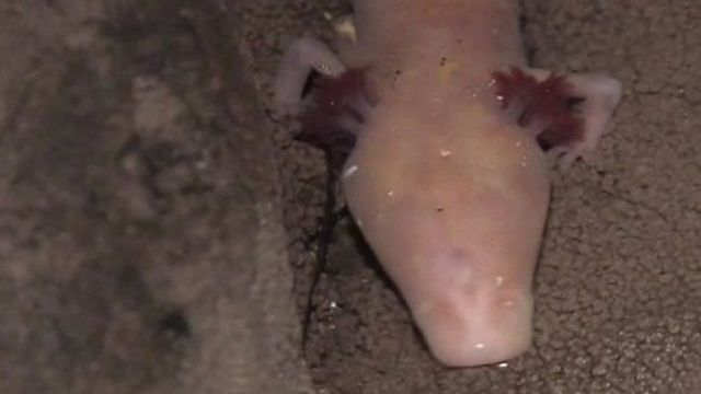 Саламандра - фото 122358