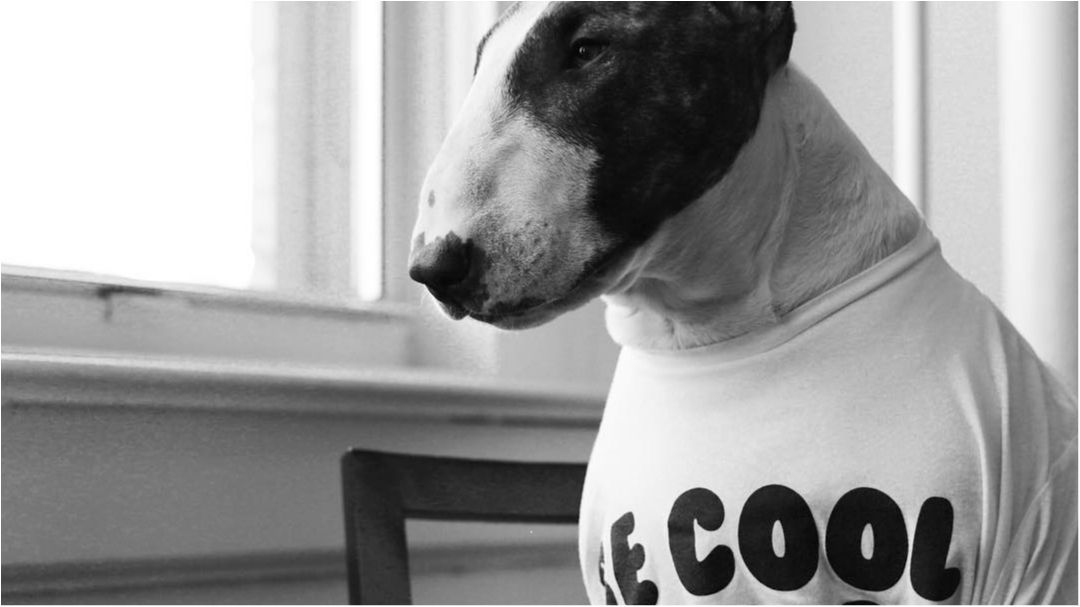 Як живе наймодніший собака у світі: кумедні фото