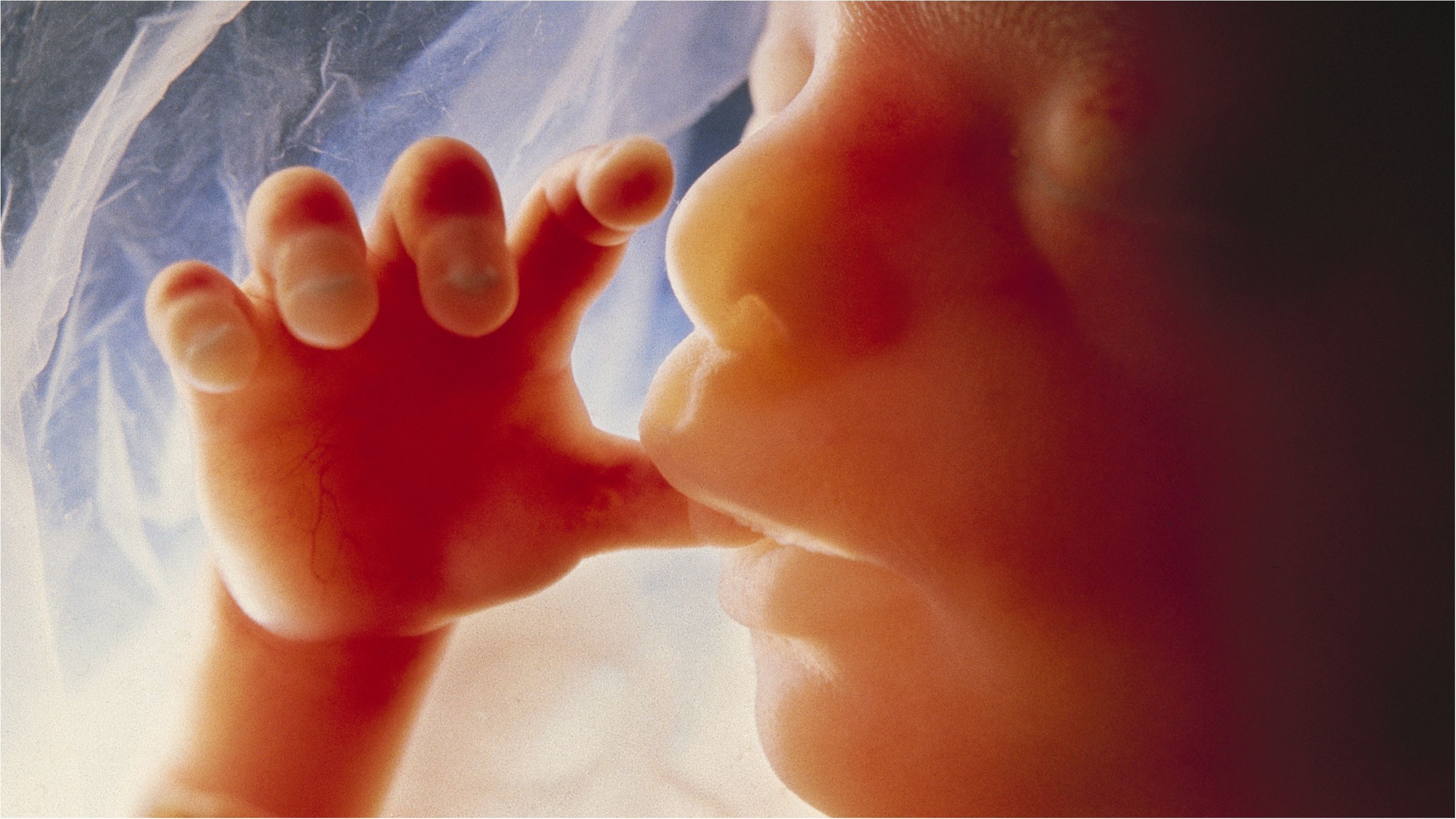 9 місяців вагітності показали за 4 хвилини