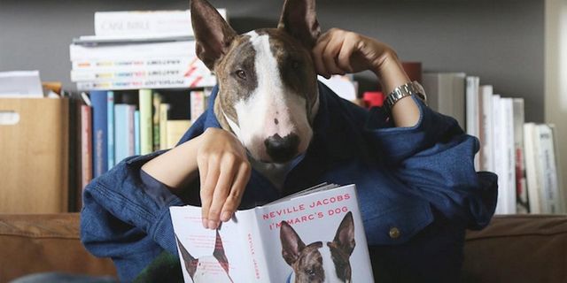 Як живе наймодніший собака у світі: кумедні фото- фото 120599