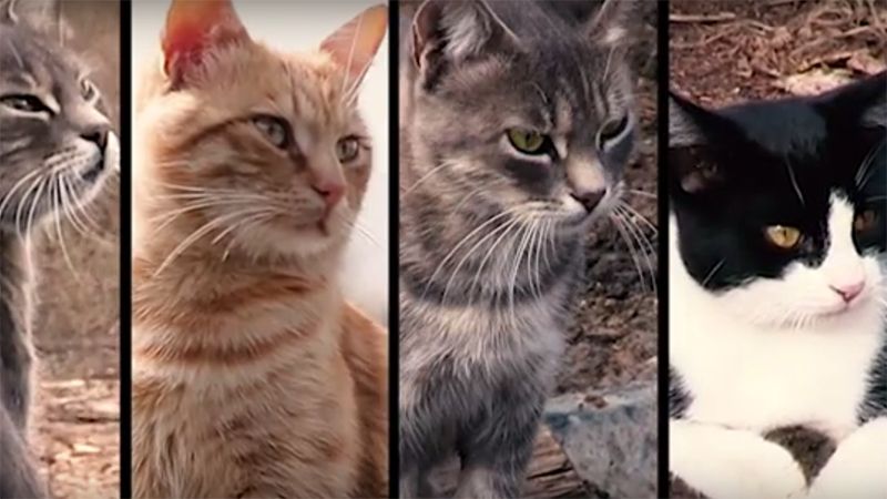 У кумедному відео показали, як коти воюють в АТО