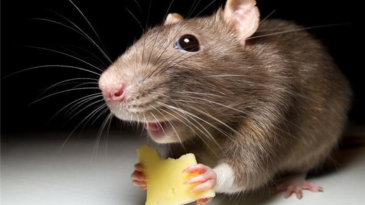 Науковці виявили у пацюків лоскотки - фото 1