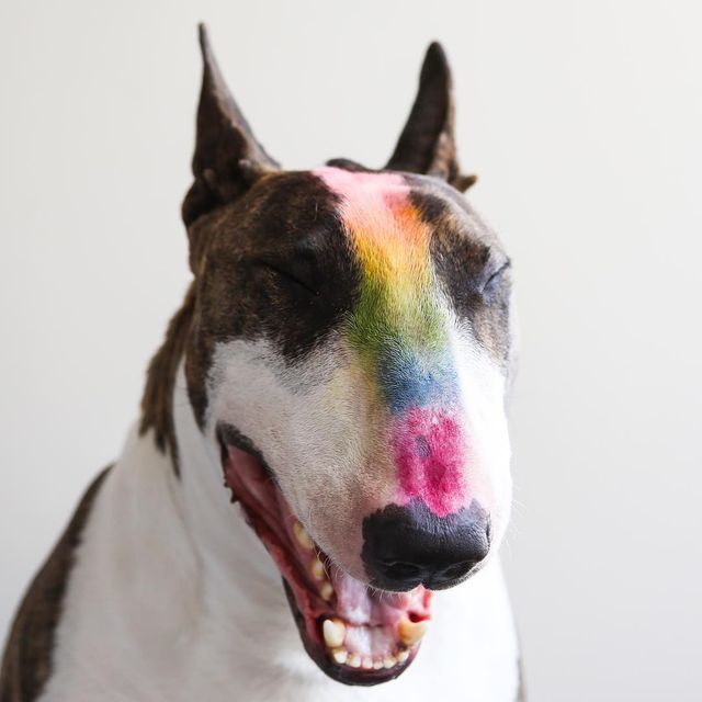 Як живе наймодніший собака у світі: кумедні фото- фото 120607