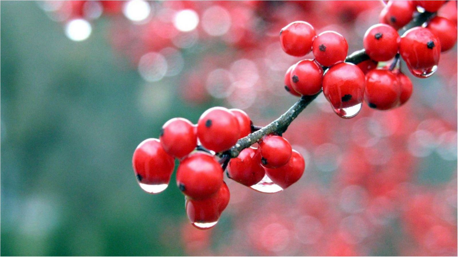 Названо нові несподівані властивості калини