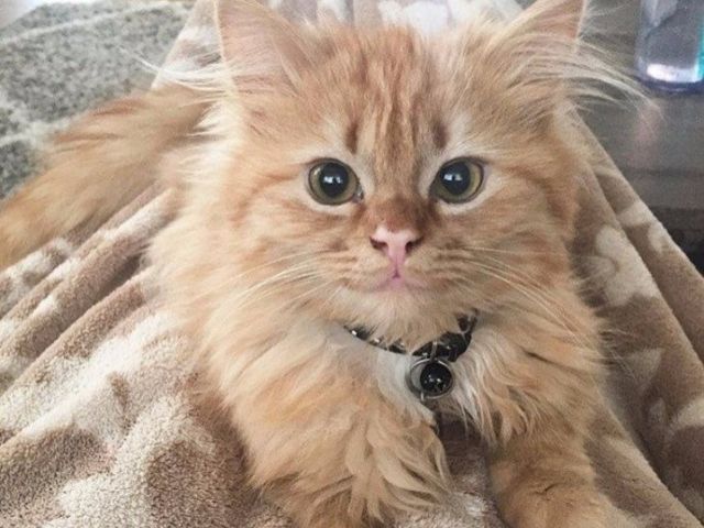 Мережу підкорила посмішка кота, якого забрали з притулку - фото 119030