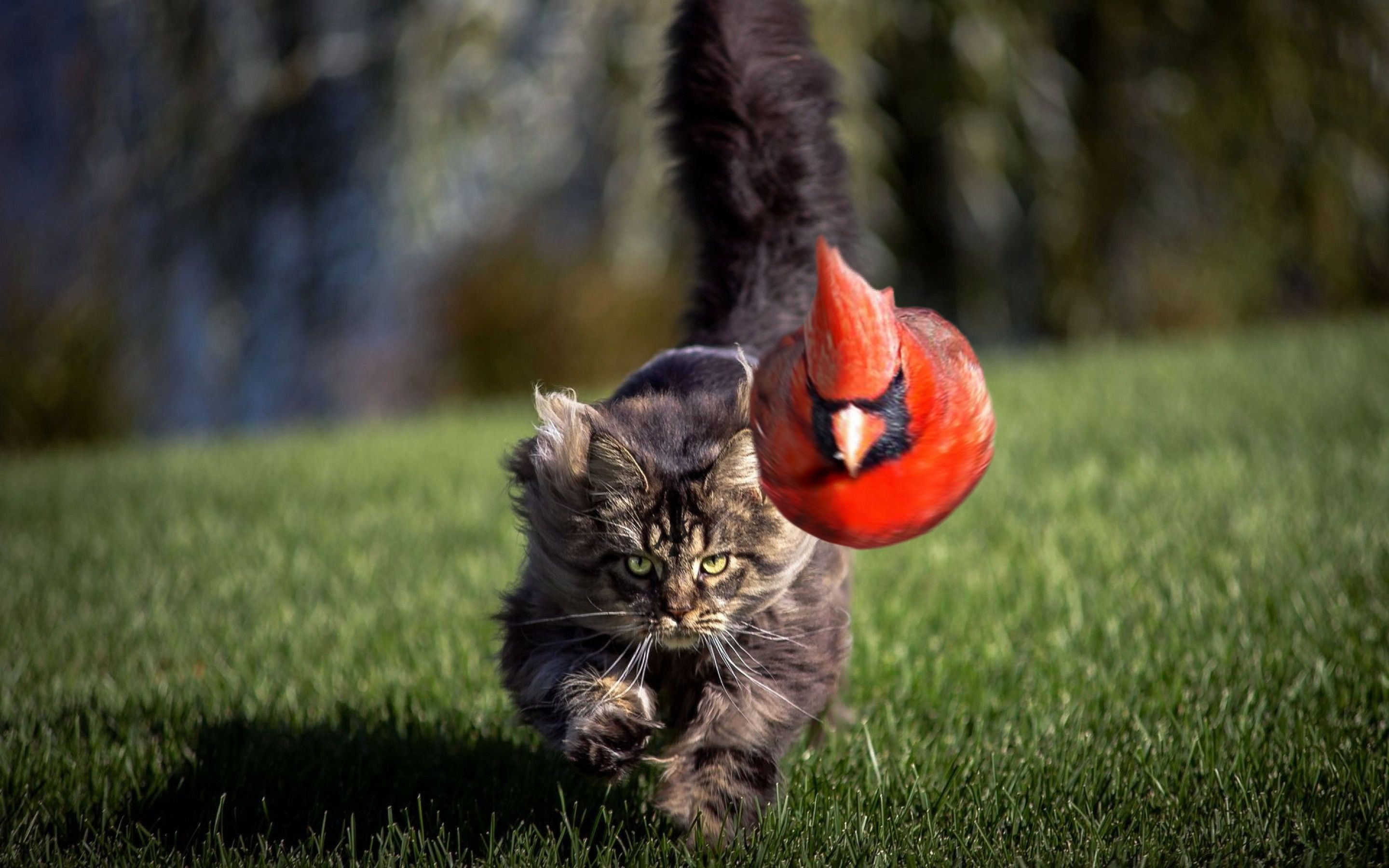 У пташок з маленькими мізками більше шансів стати жертвами мисливців