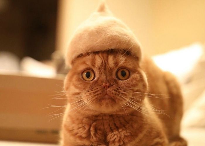 Японець знайшов креативне використання котячій шерсті