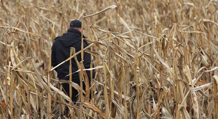 Поліція спіймала серійних крадіїв елітних автівок у кукурудзі