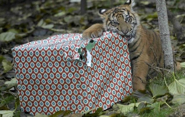 У лондонському зоопарку тварини отримали різдвяні подарунки- фото 127068