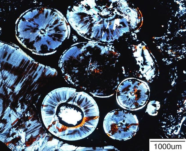 Одонтома, знайдена в зубах звіроящерів - фото 125692