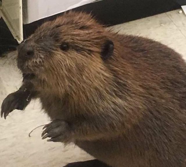 Милий бобер підшукував собі ялинку в магазині