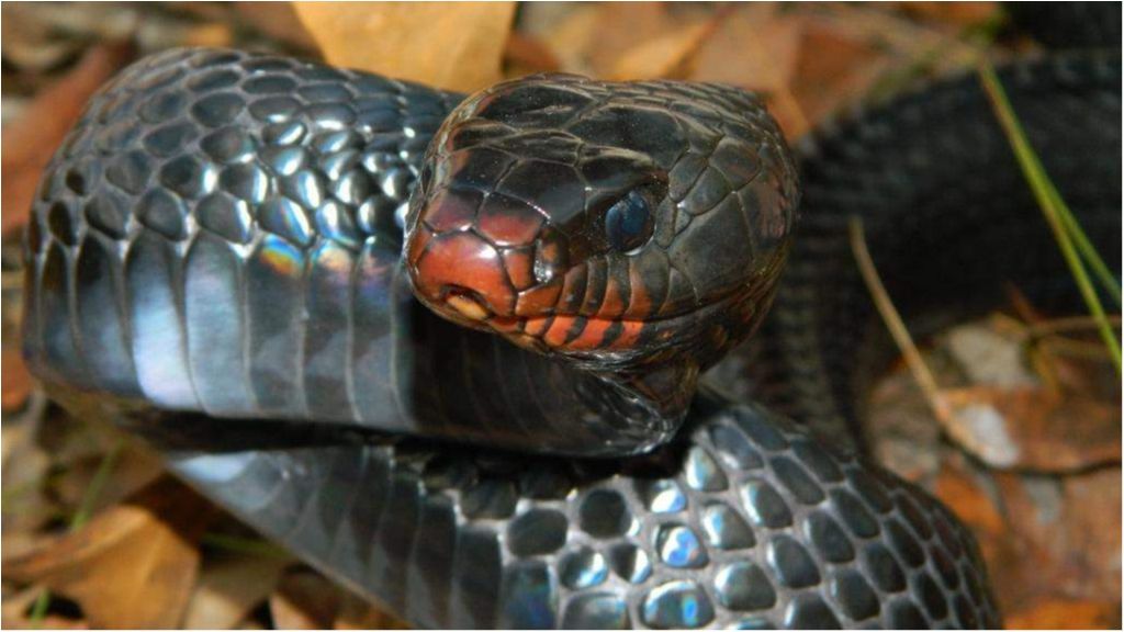 Вчені розповіли про несподіване вміння змій