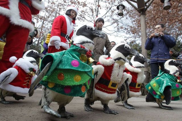 Пінгвіни - фото 125900