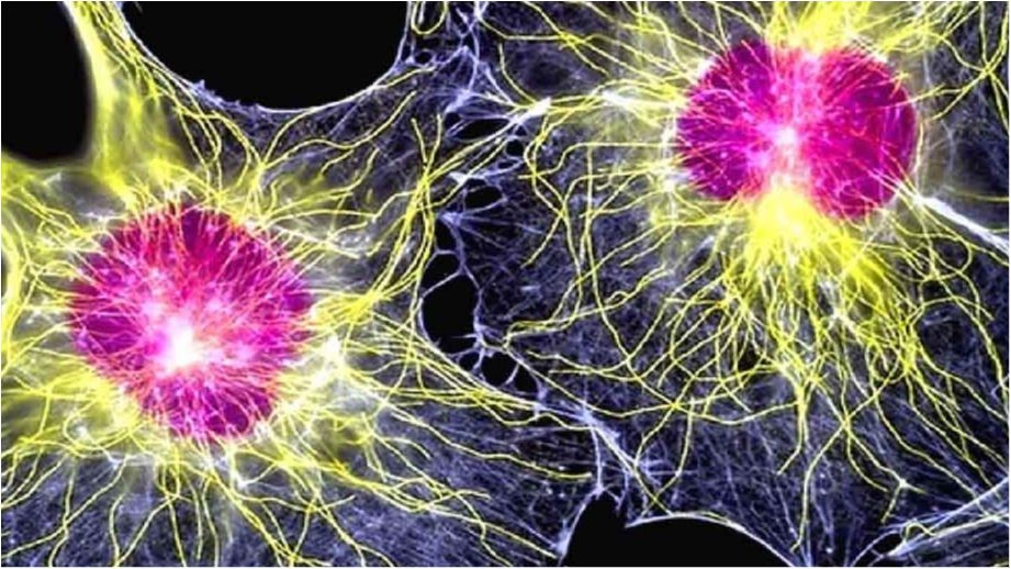 Науковці розкрили небезпеку використання стовбурових клітин