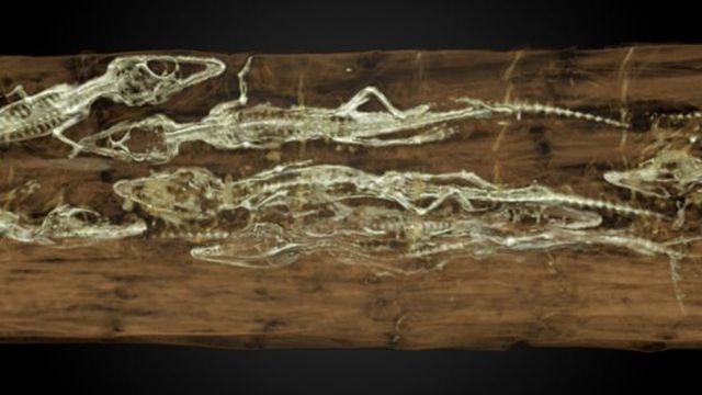 Дитинчата на знімку - фото 1