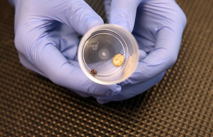 Науковці виявили небезпечний вид кліщів