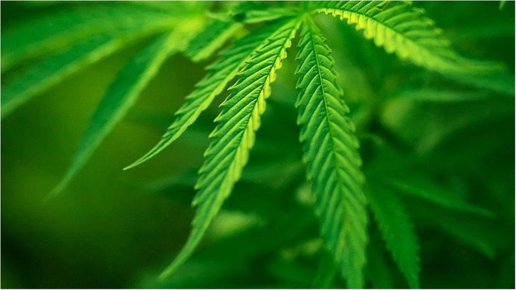 В Італії герцог у родовому замку вирощував марихуану