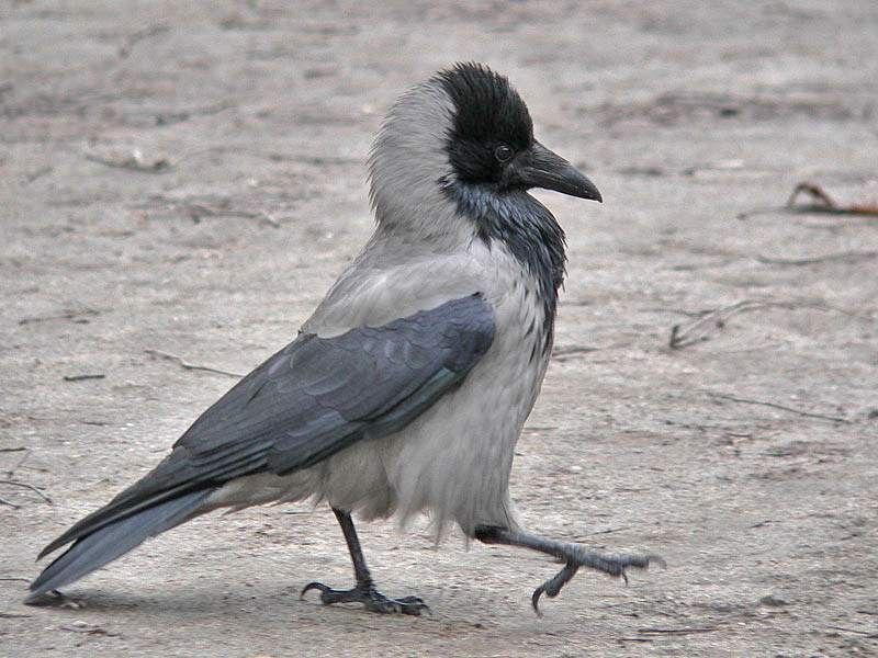 Ворона - фото 1