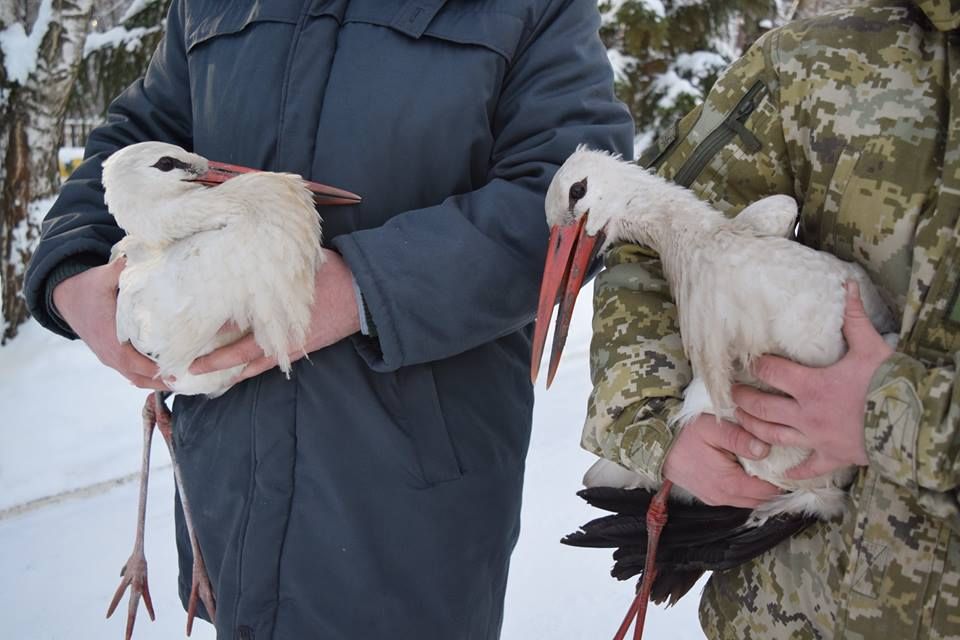 Лелек врятували зі снігового полону: зворушливі фото