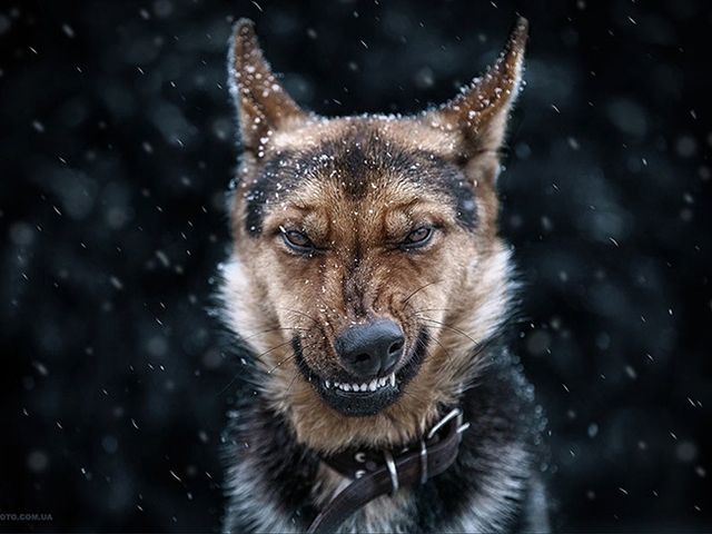 Українець створює найказковіші знімки тварин- фото 125323