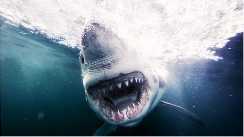 Фотограф показав вкрай екстремальні знімки акул