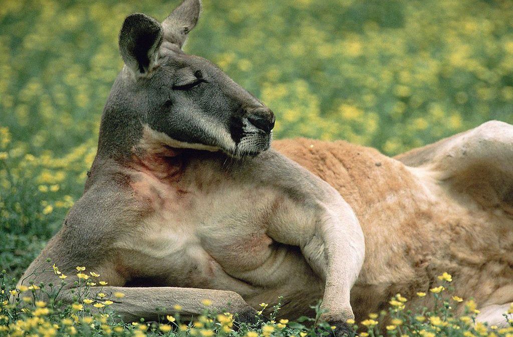 Кенгуру - фото 1