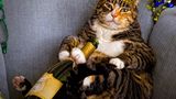 Як коти готуються до новорічних свят: кумедні фото