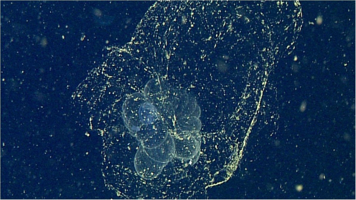 Американські вчені виявили унікальну морську тварину