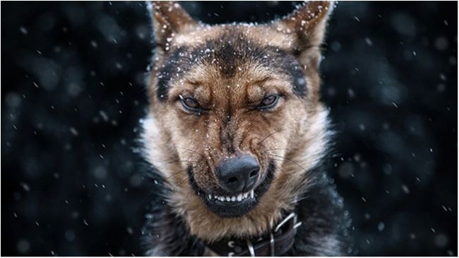 Українець створює найказковіші в світі знімки тварин