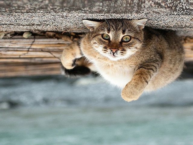 Українець створює найказковіші знімки тварин- фото 125326