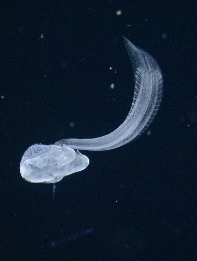 Вчені виявили морського мешканця, який зник на сто років - фото 124323