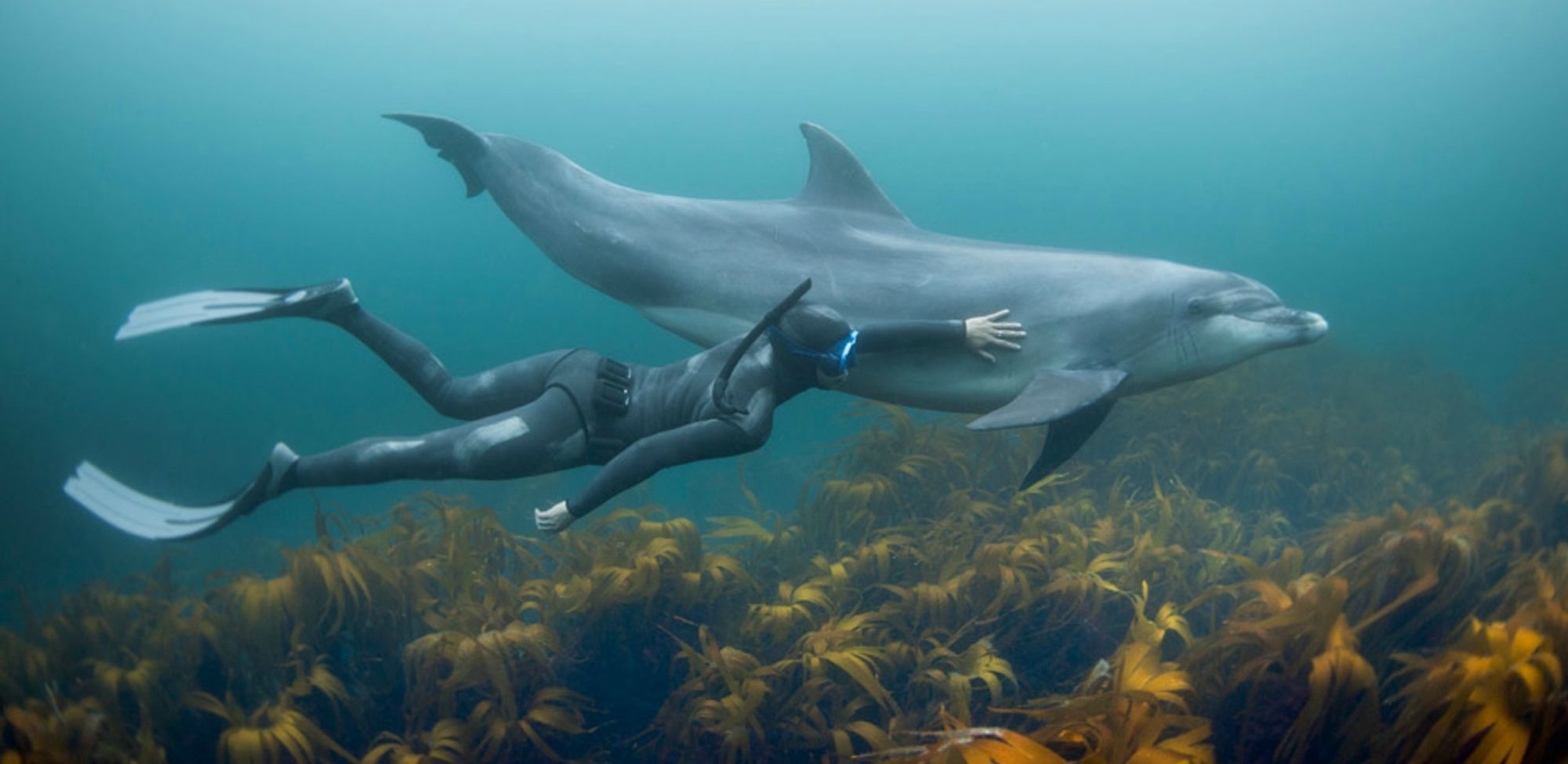 Стало відомо, до чого призводять контакти дельфінів із людьми